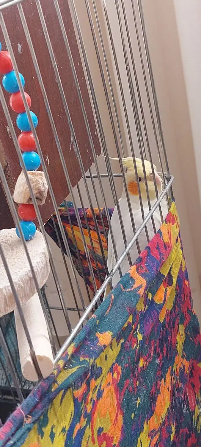 عروس هلندی و قفس|پرنده|گلستان (تهران), |دیوار