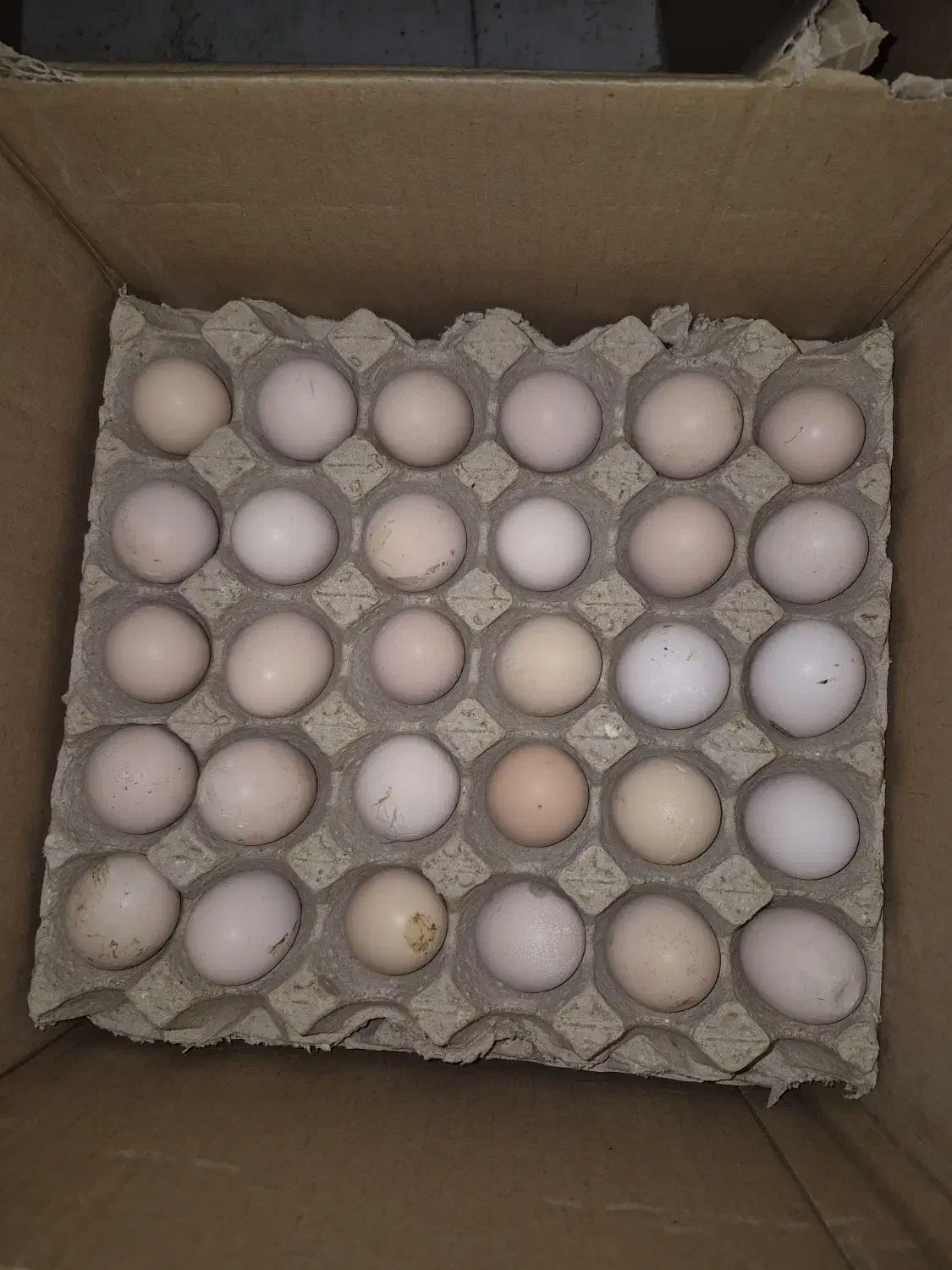 تخم مرغ کودی و نوک زده|خوردنی و آشامیدنی|قم, آذر (نکویی)|دیوار