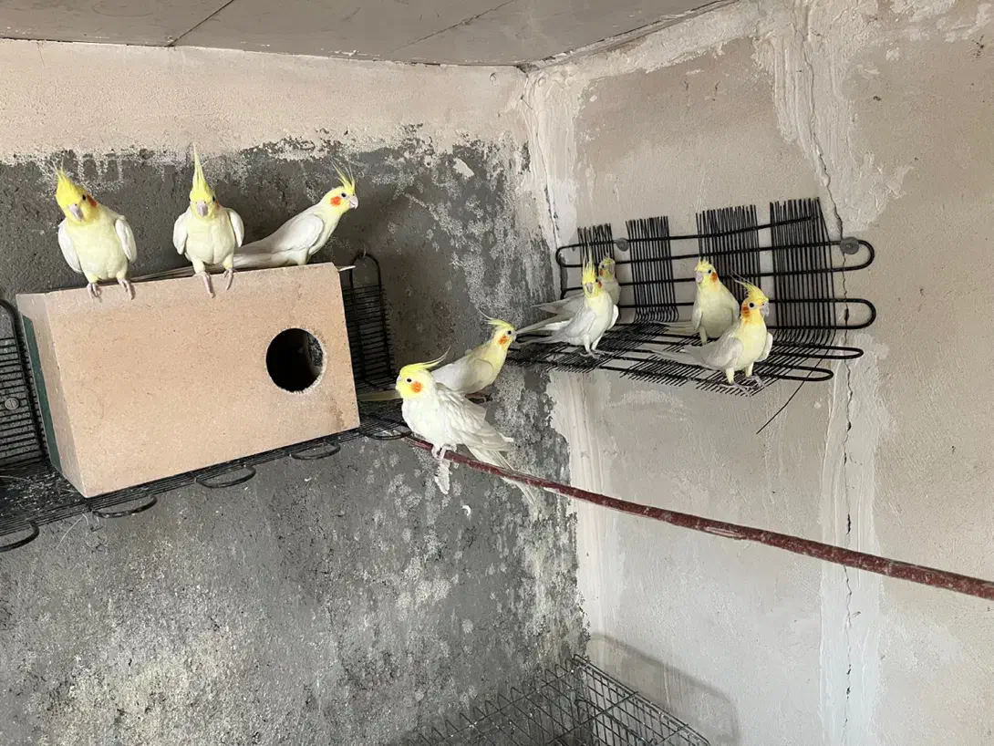 عروس هلندی لوتینو بالغ|پرنده|قائن, |دیوار