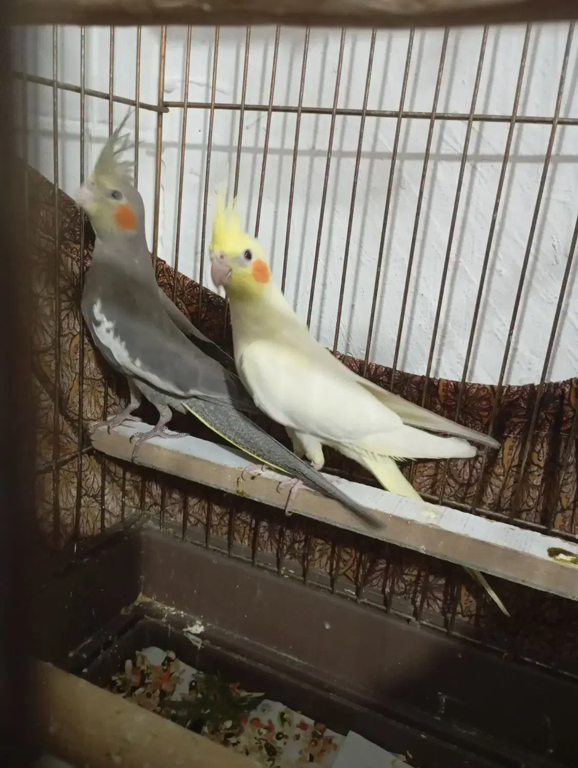 عروس هلندی لوتینو سالم و سرحال|پرنده|بوکان, |دیوار