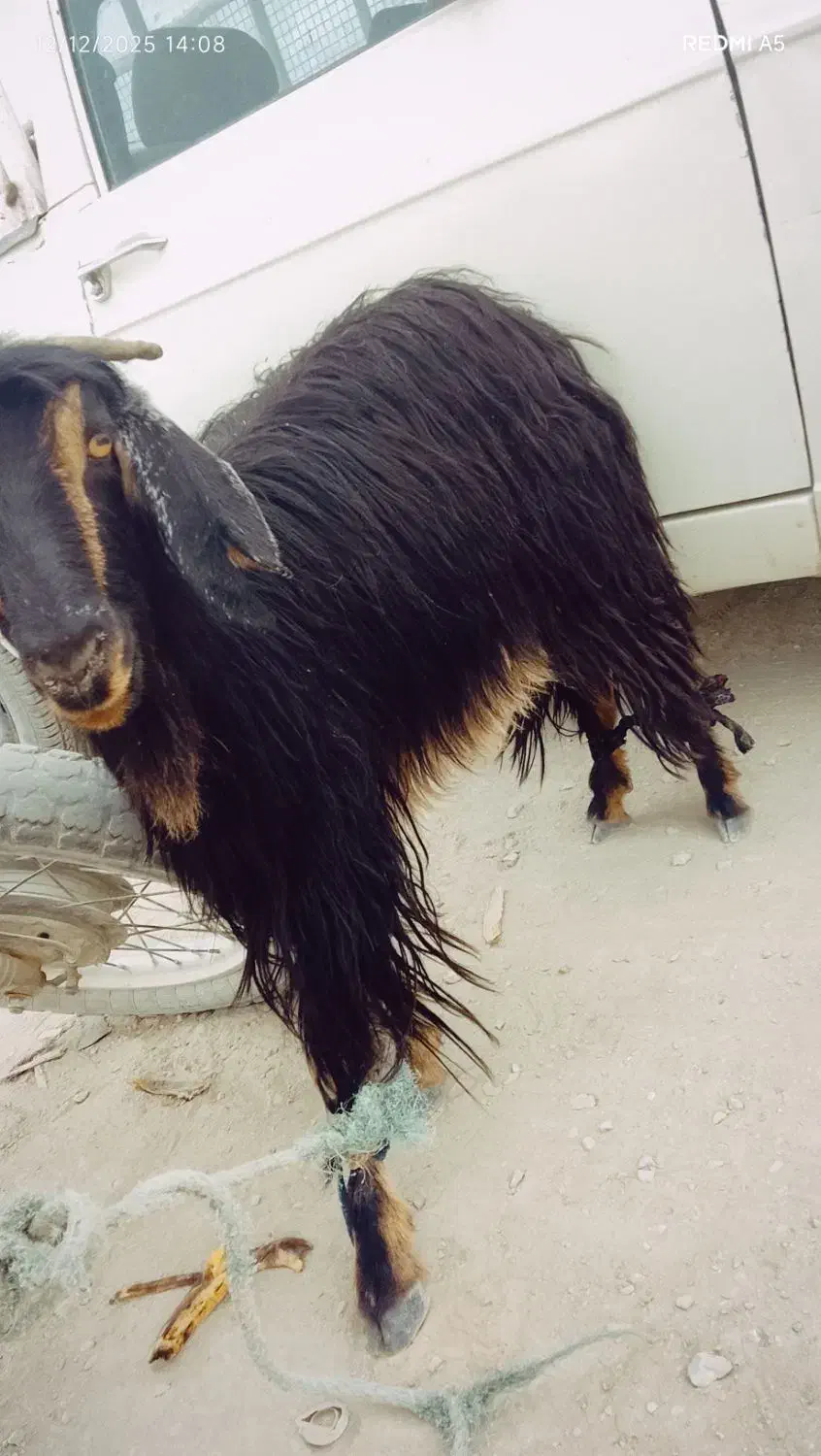 گوسفند|حیوانات مزرعه|سراوان, |دیوار