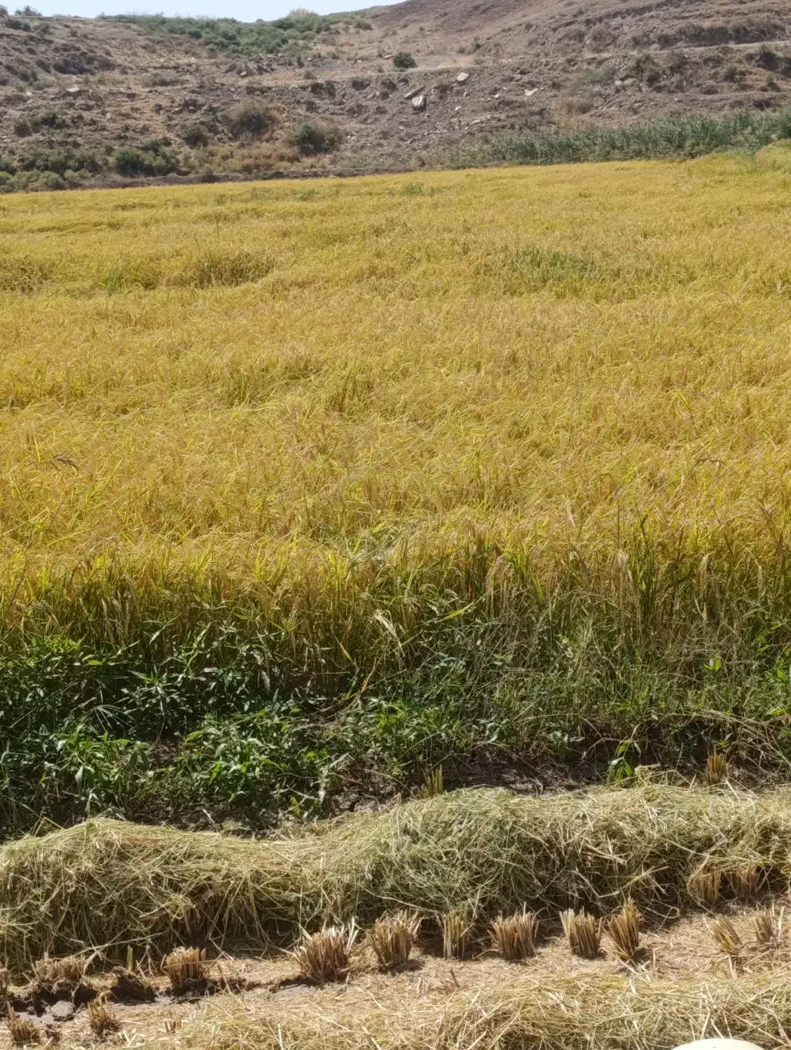 برنج درجه یک‌‌علی‌کاظمی‌میانه‌|خوردنی و آشامیدنی|میانه, |دیوار