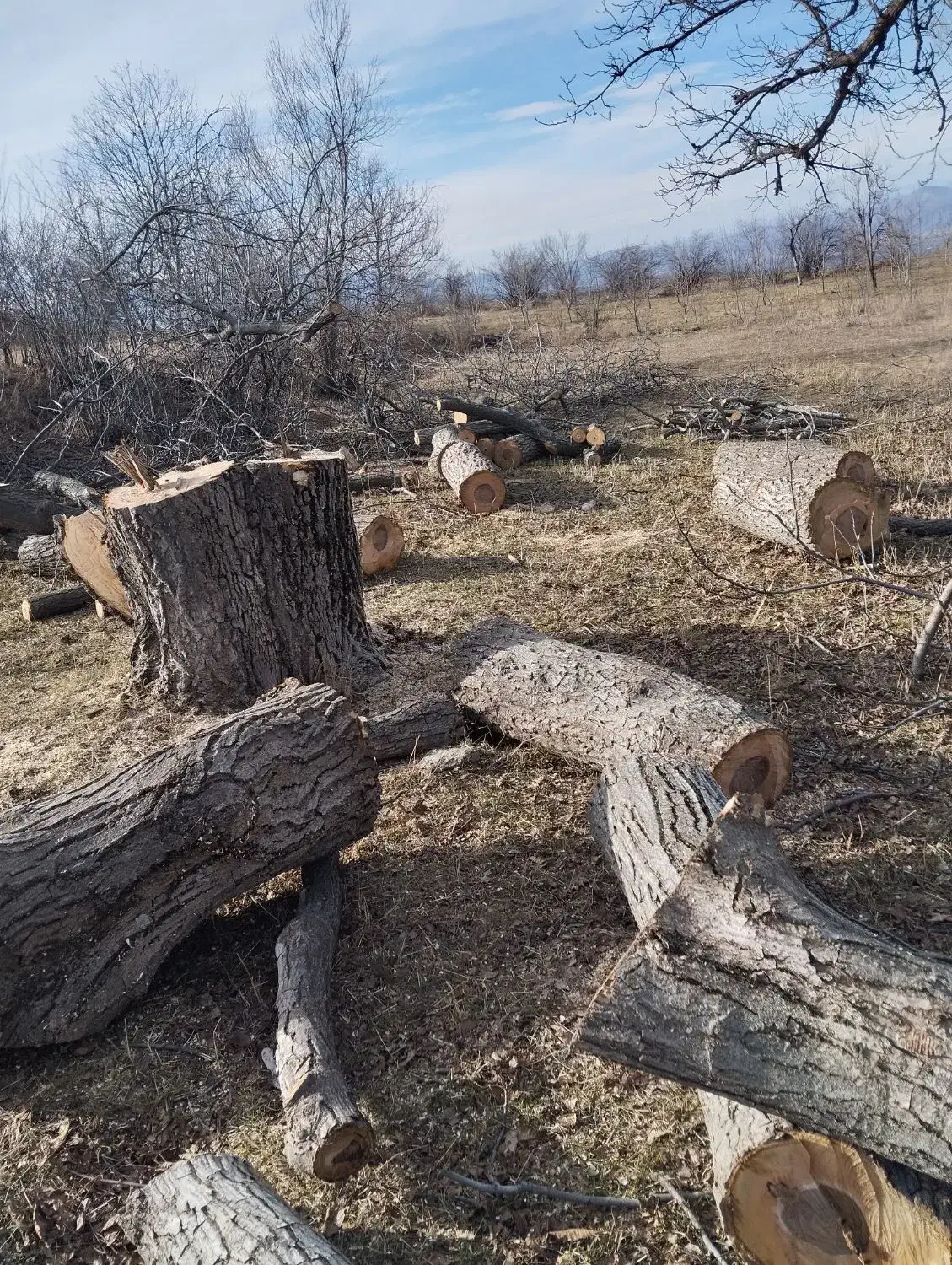 خریدار همه نوع درخت|خدمات باغبانی و درختکاری|مشگین شهر, |دیوار