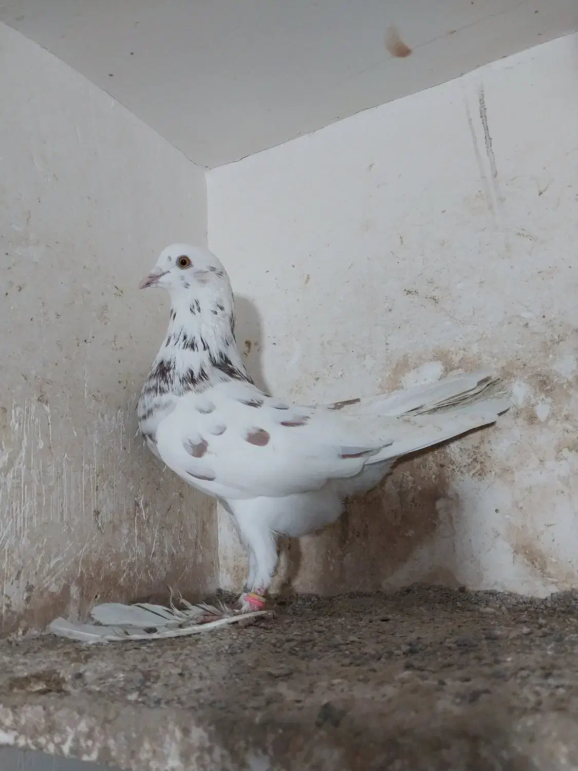 کبوتر|پرنده|مینودشت, |دیوار