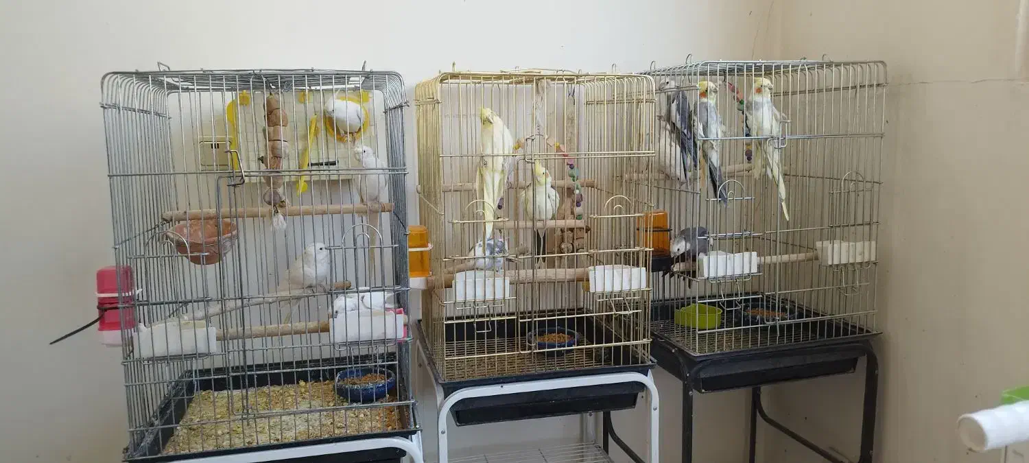 عروس هلندی|پرنده|تهران, چیتگر شمالی|دیوار