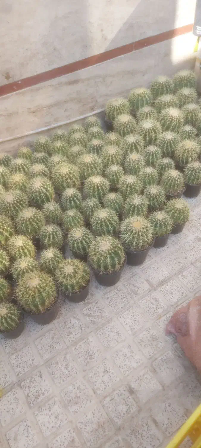 کاکتوس اچینو|عمده‌فروشی|قرچک, مهدیه|دیوار