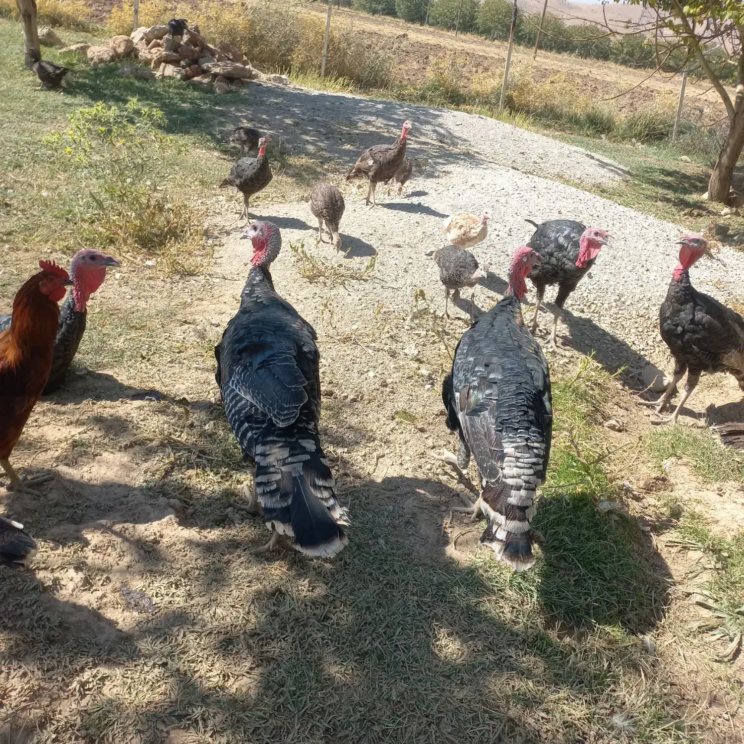 نیمچه بوقلمون یلدایی|حیوانات مزرعه|خرم‌آباد, |دیوار