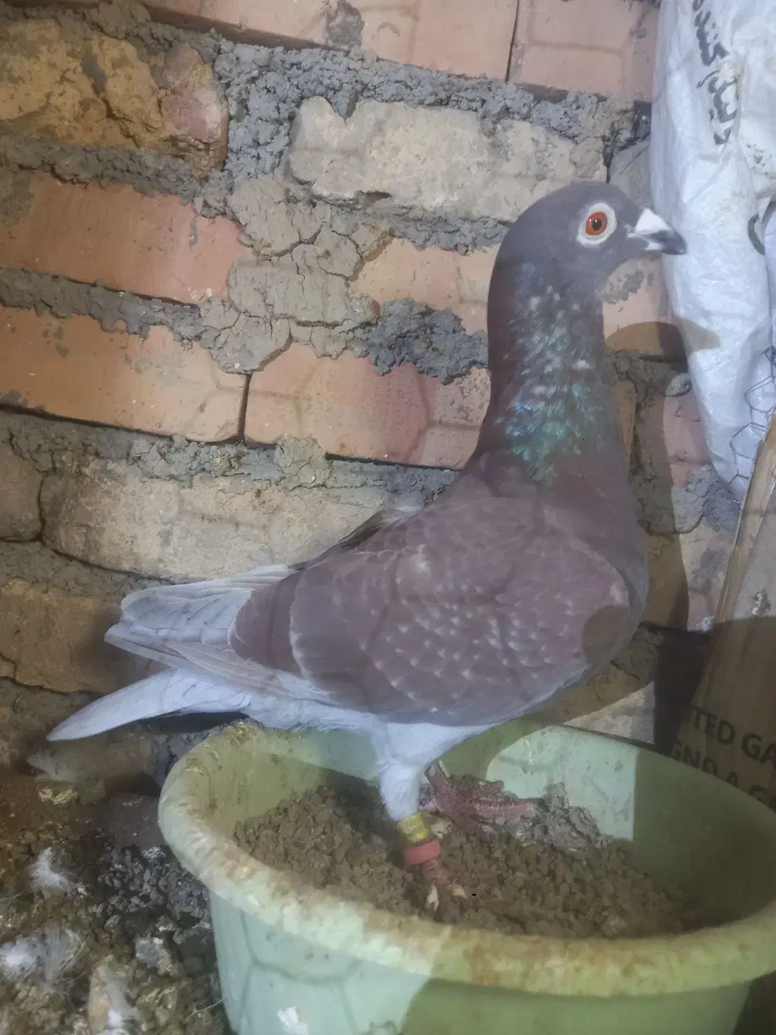 یک جفت کبوتر اس|پرنده|دلند, |دیوار