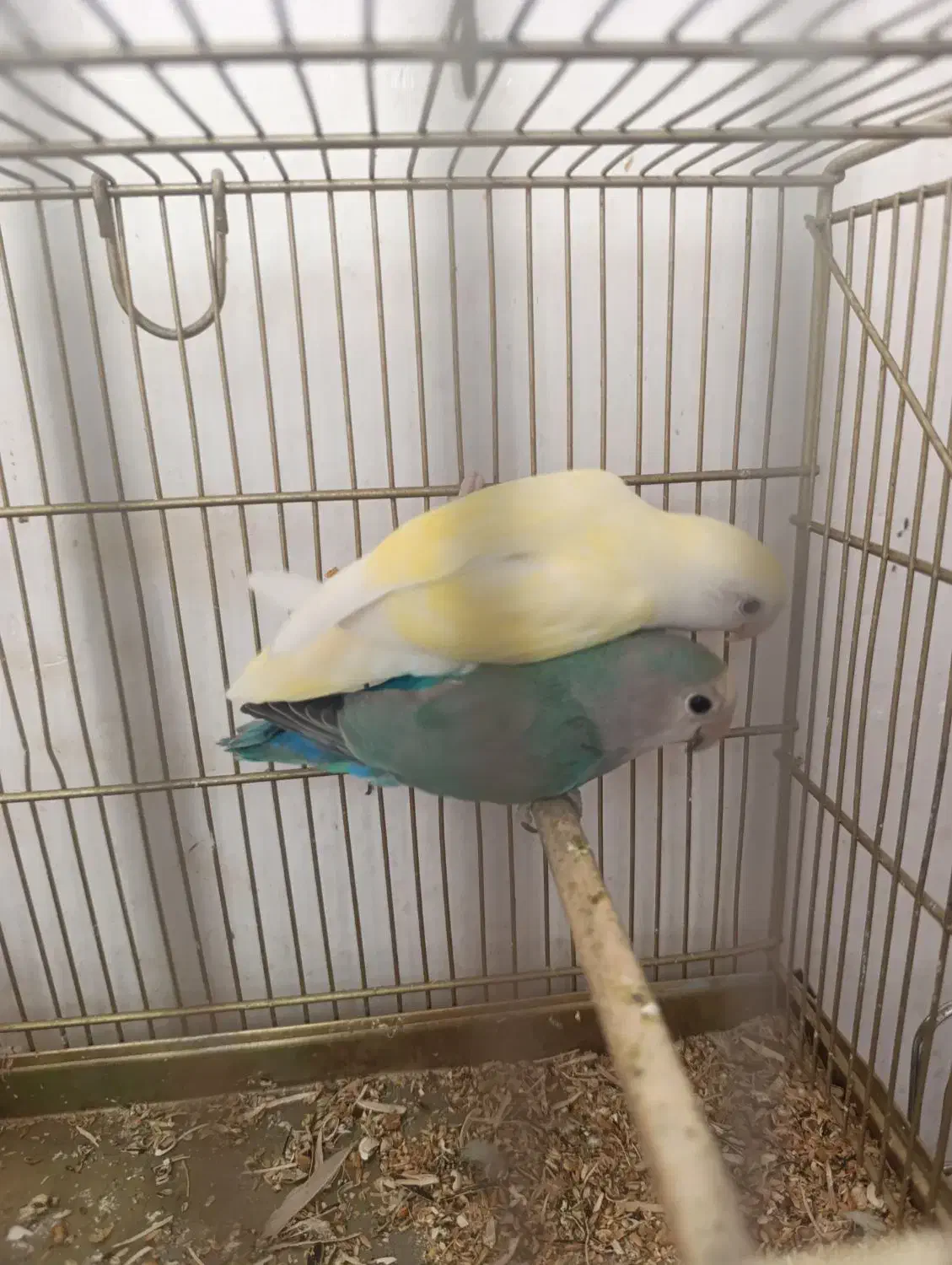 برزیلی مولد و جوجه ده|پرنده|تبریز, |دیوار