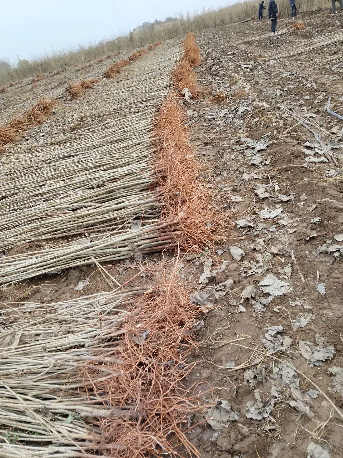 درخت سنوبر نقرا ترکیه وایتالیایی ،شلی ردگل وشلی|گل و گیاه طبیعی|قشلاق دشت, |دیوار