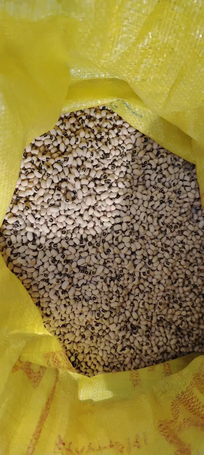 لوبیا چشم بلبلی|خوردنی و آشامیدنی|کوهدشت, |دیوار