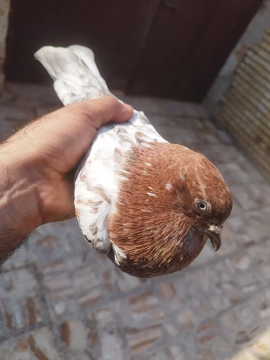 کبوتر کله ای|پرنده|کارون, |دیوار