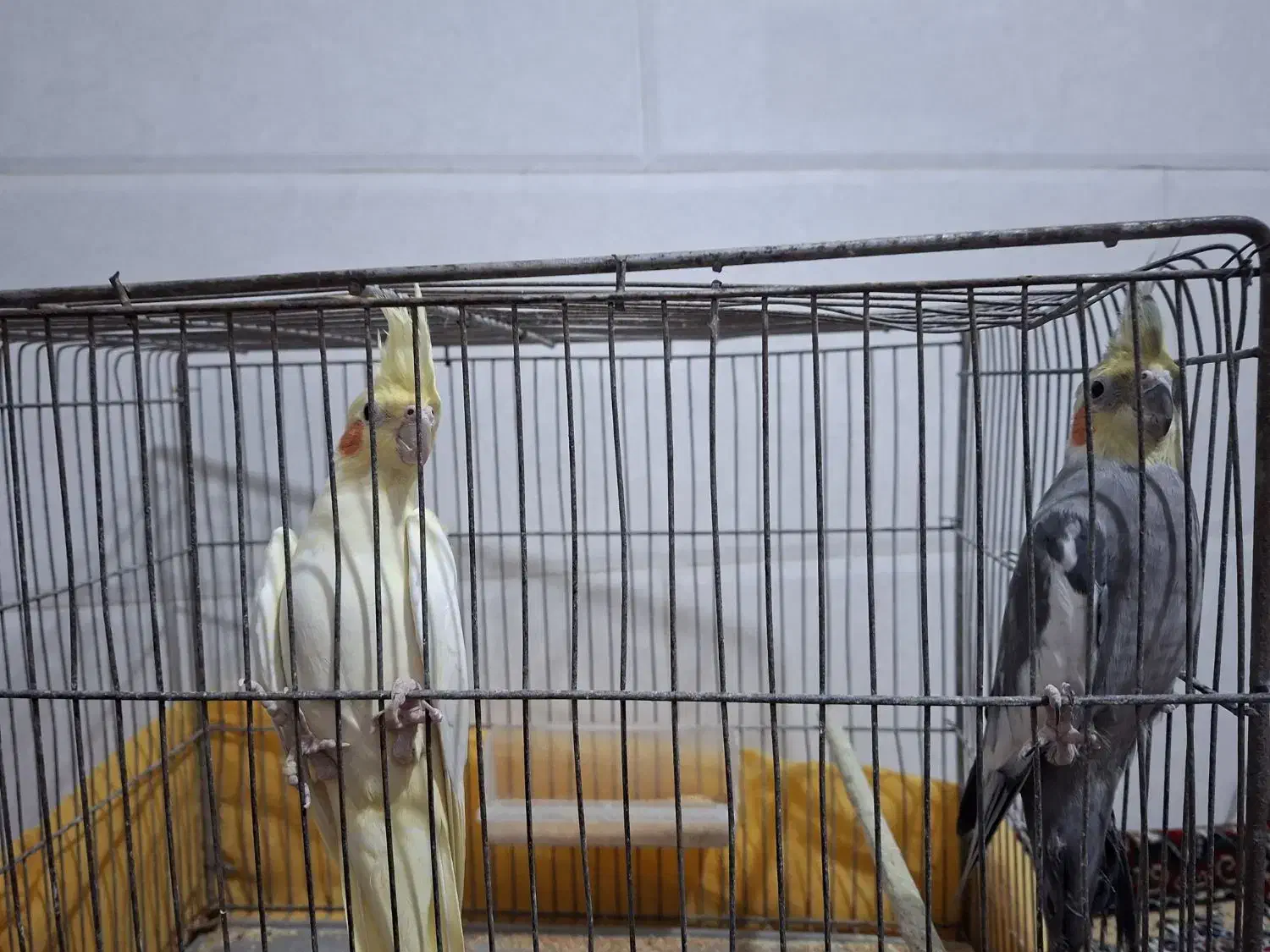 عروس هلندی|پرنده|قم, سید معصوم|دیوار