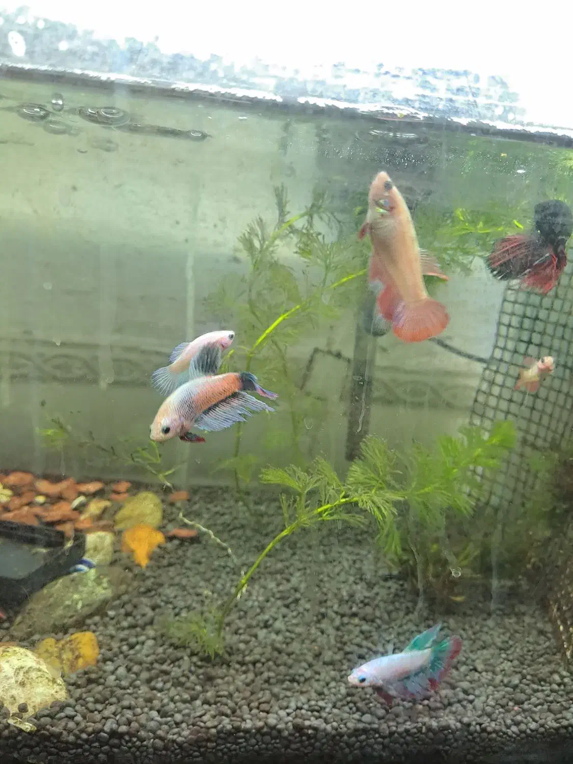 ماهی فایتر|ماهی|کرمانشاه, |دیوار