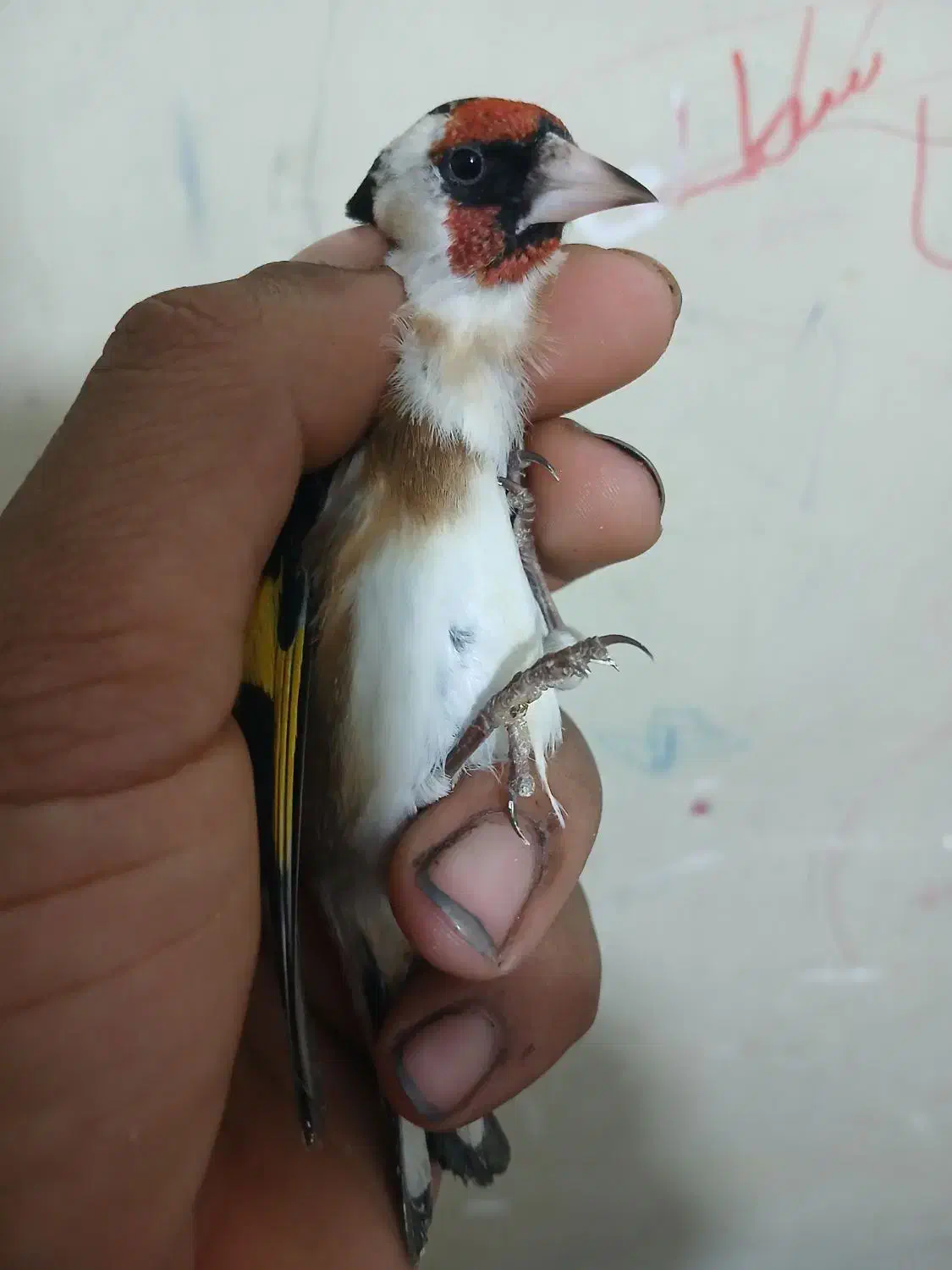 سهره نره سنندجی بشرط|پرنده|شاهینشهر, عطار|دیوار