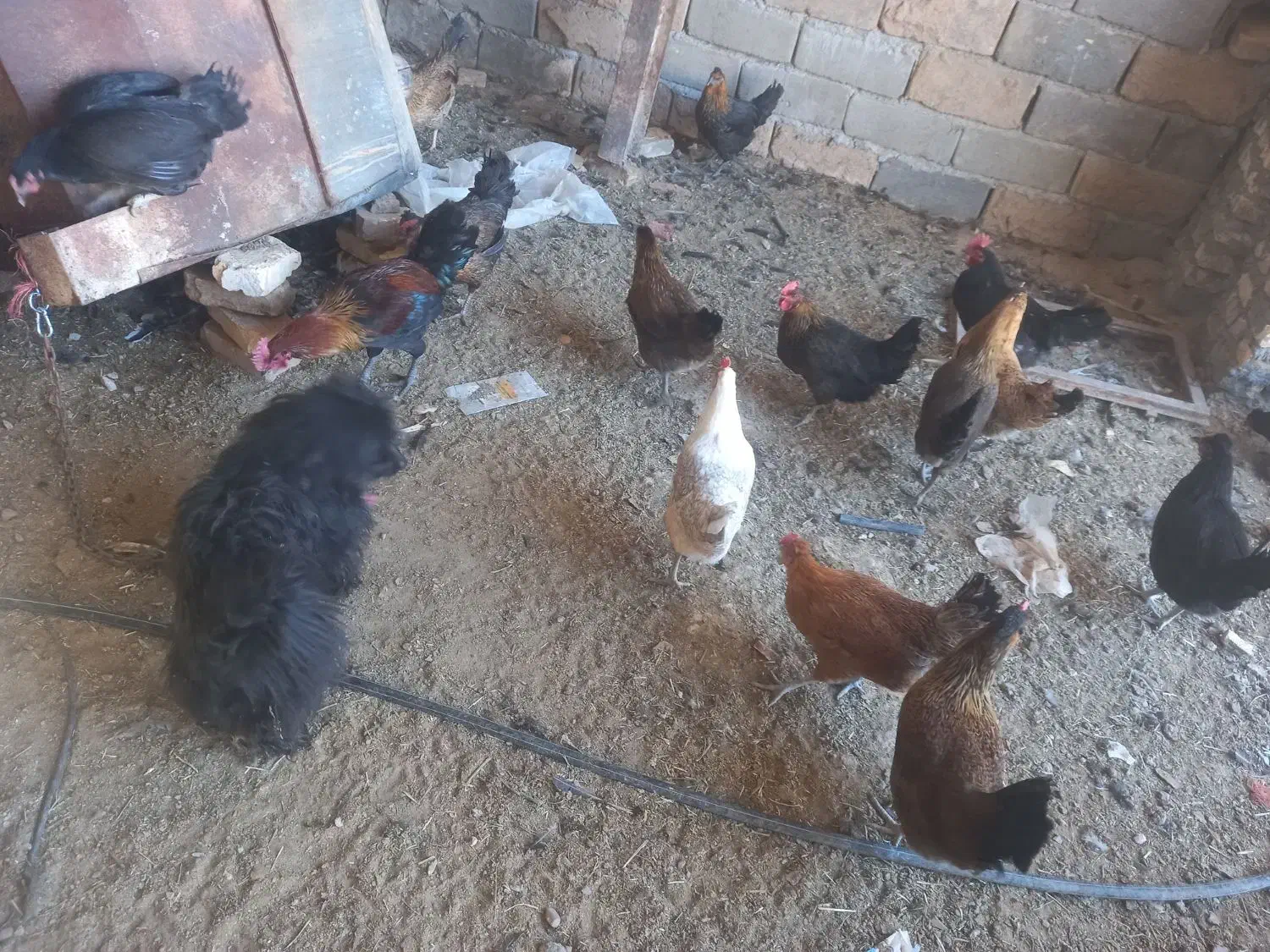 تعدادی مرع تخم. گذار حدودا 30تا|حیوانات مزرعه|تفت, |دیوار