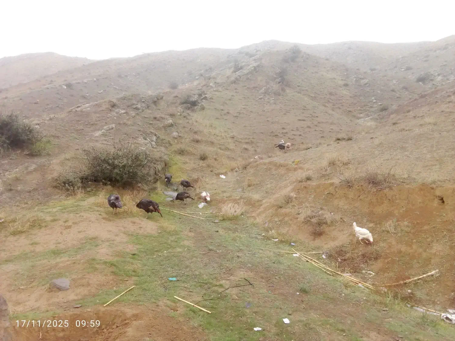 طبیعی طبیعی|حیوانات مزرعه|پارس‌آباد, |دیوار