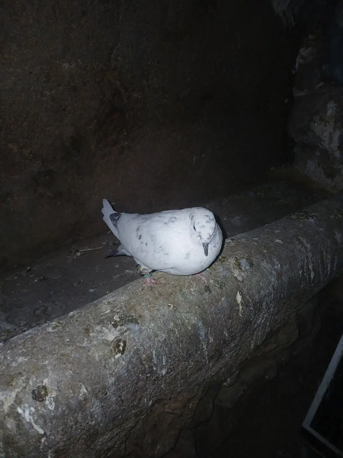 کبوتر|پرنده|کوهدشت, |دیوار