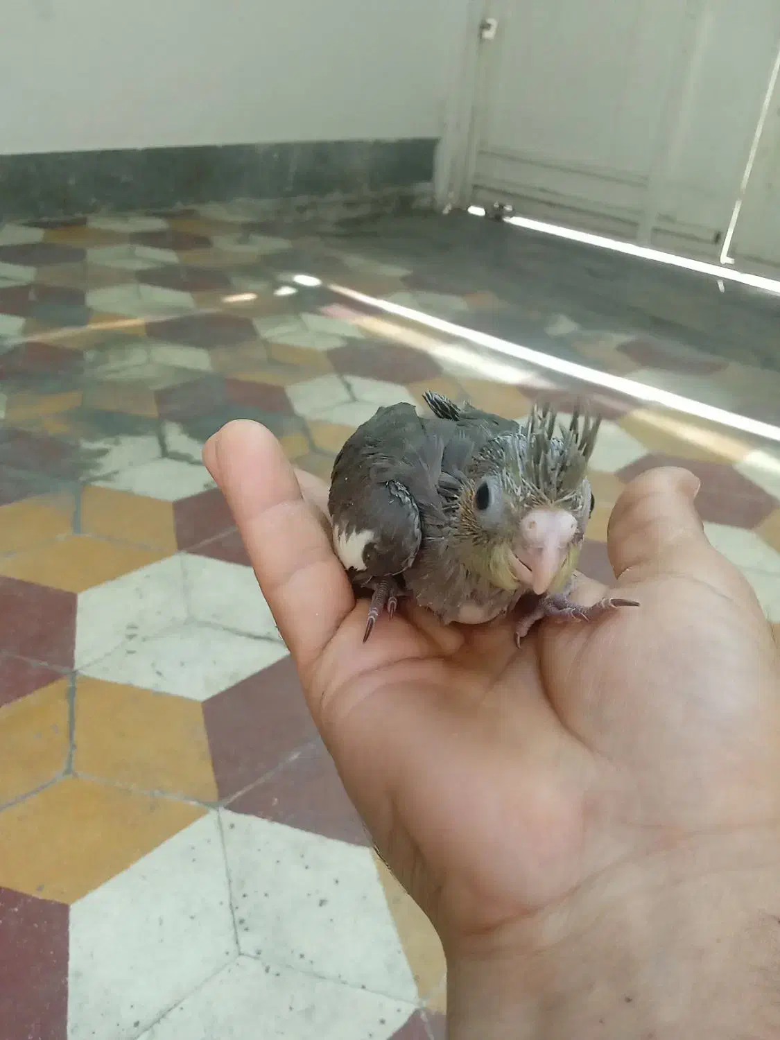 جوجه عروس هلندی سرلاکی|پرنده|شیراز, کوزه گری|دیوار