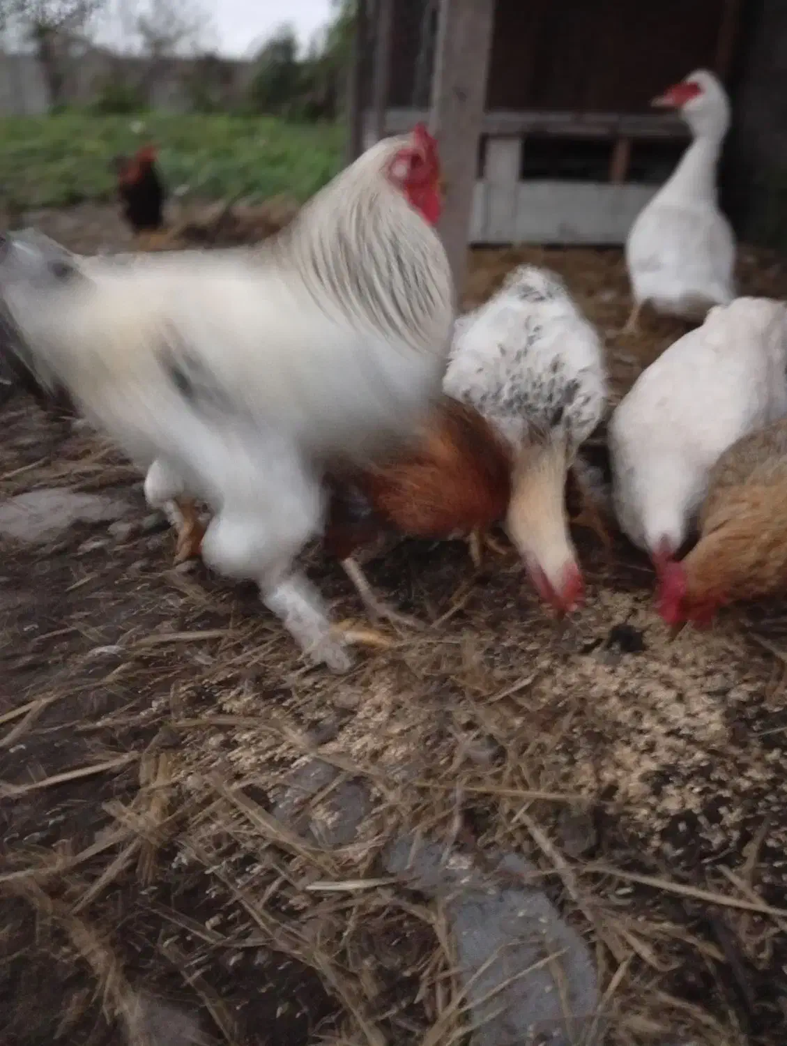 خروس و اردک اسراییلی|حیوانات مزرعه|رشت, بیجارپس|دیوار