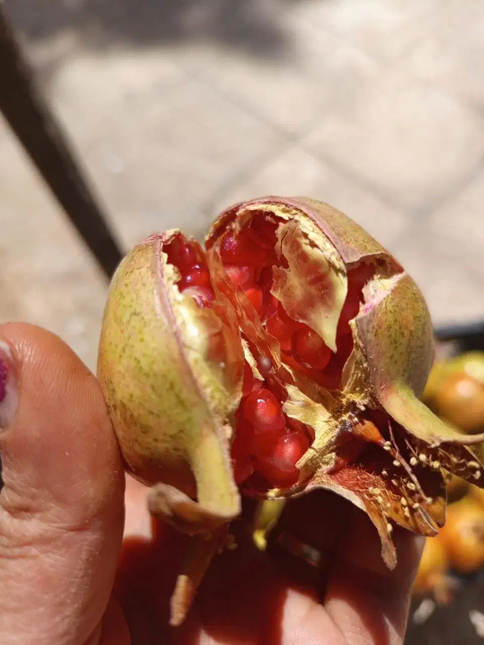 اجاره باغ انار|خوردنی و آشامیدنی|شیراز, شهرک گلها|دیوار