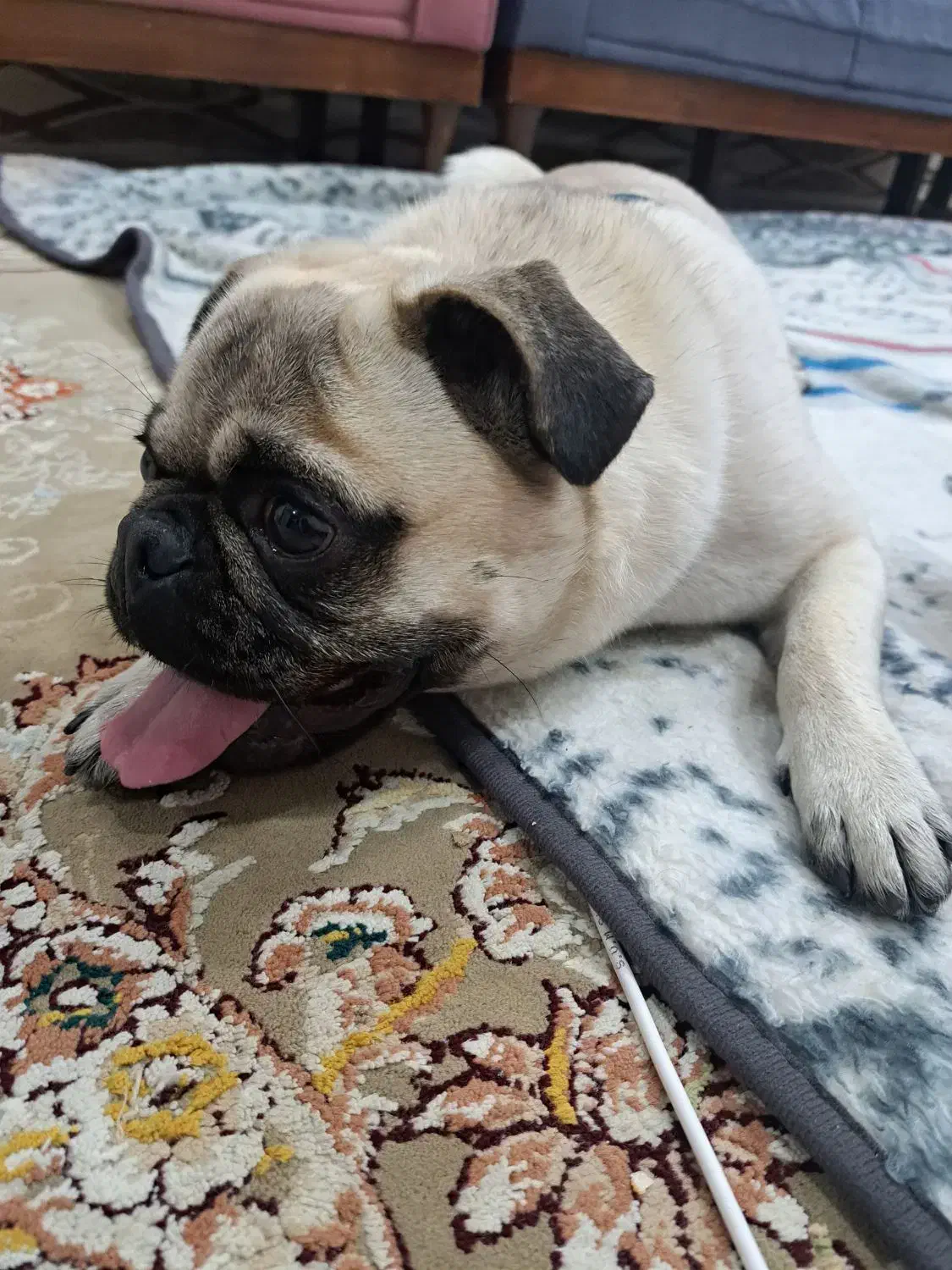 پاگ مینی|سگ|کهریزک, |دیوار