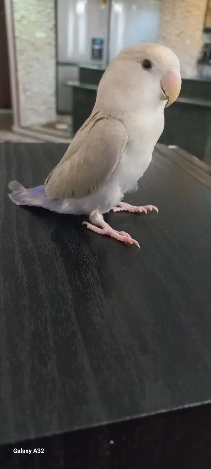 طوطی برزیلی|پرنده|کرج, اصفهانی‌ها|دیوار