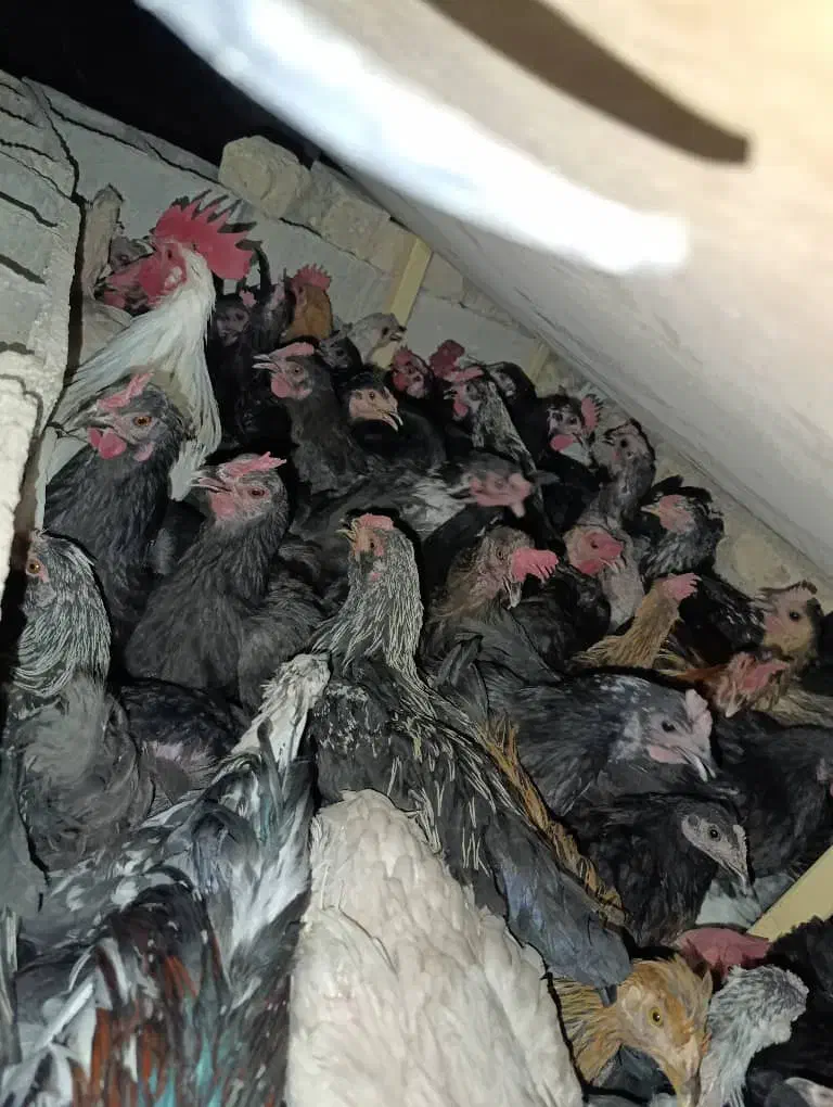 مرغ و خروس محلی|حیوانات مزرعه|شیراز, شهرک مهدی‌آباد|دیوار