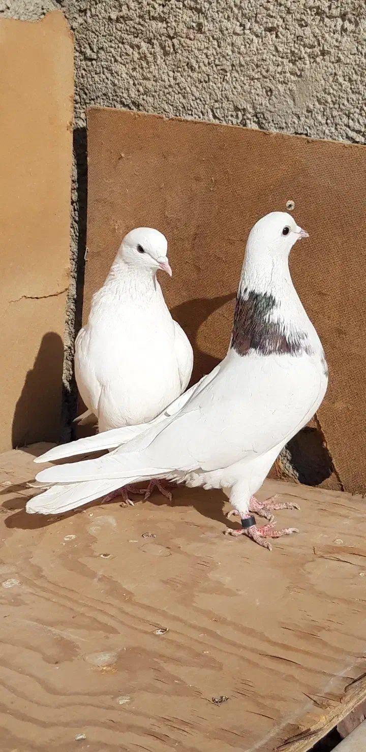 کبوترای پرشی قیمت تومتن نوشتم بخانید|پرنده|هشتگرد, شهرک اداری|دیوار