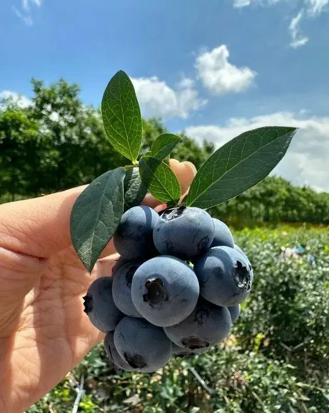 نهال اصل بلوبری و رزبری  میوه‌ دهی عالی و مقاوم|گل و گیاه طبیعی|قائم‌شهر, |دیوار