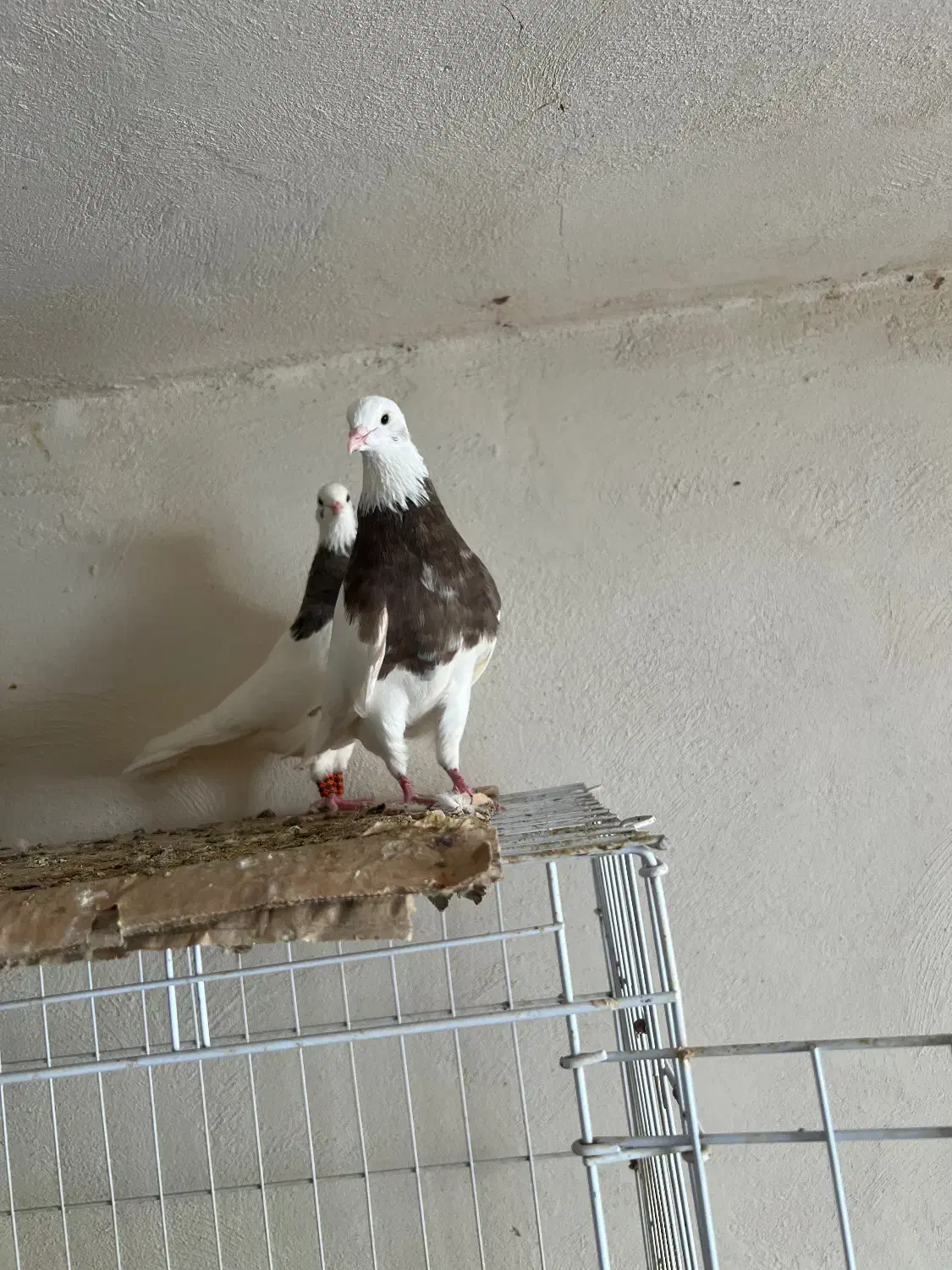 چند عدد کبوتر طوقی جوجه و بزرگ|پرنده|خورموج, |دیوار