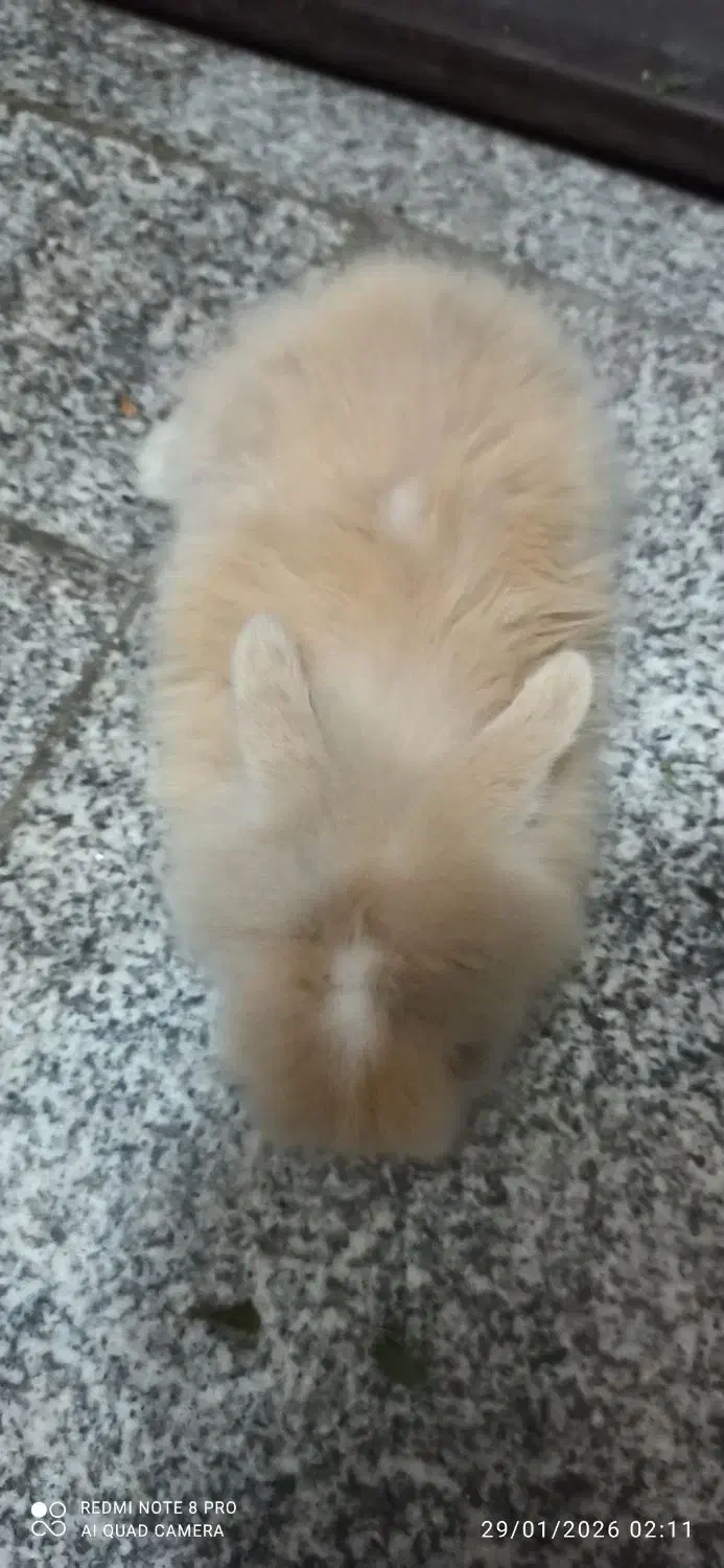 خرگوش مینیاتوری|موش و خرگوش|مشهد, کوی پلیس|دیوار