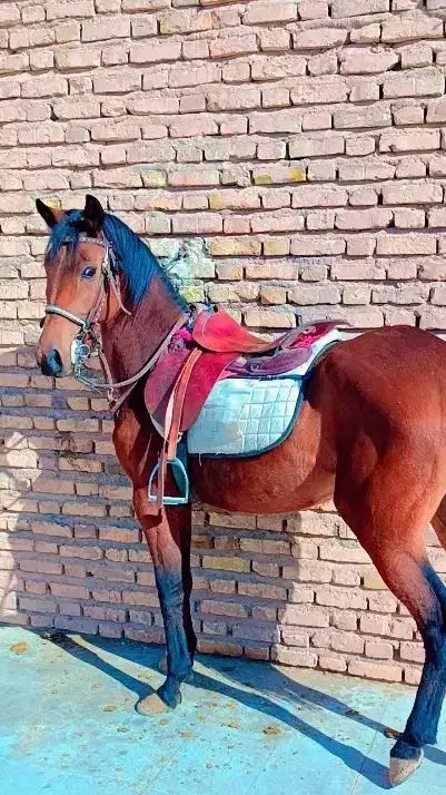 اسب مادیان|اسب و تجهیزات اسب‌سواری|چترود, |دیوار