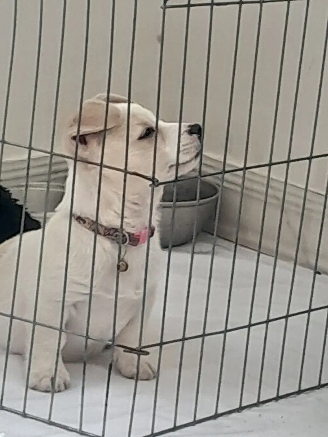 سگ پاکوتاه|سگ|رباطکریم, الارد|دیوار