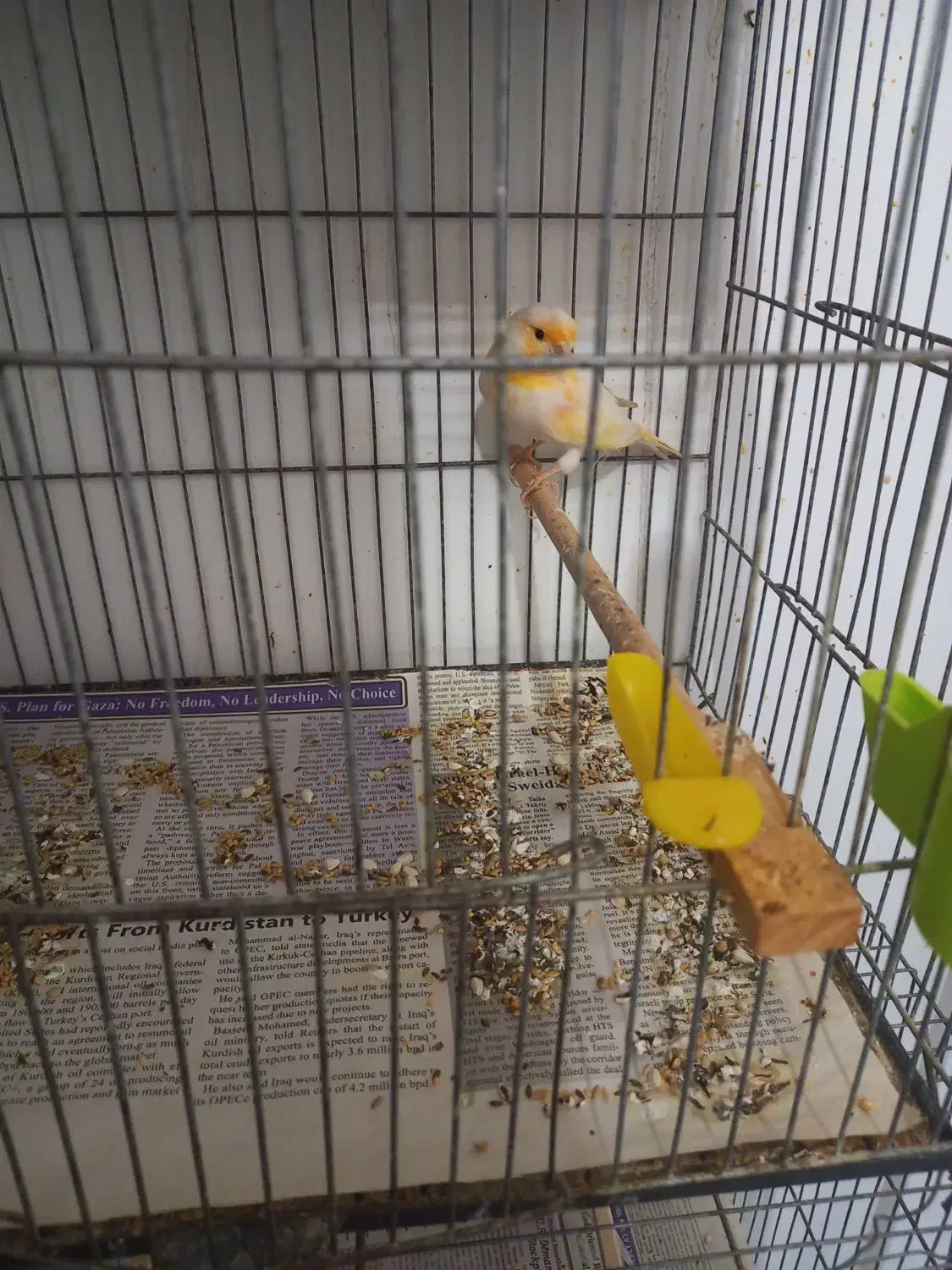 قناری موزایکی|پرنده|نوشین شهر, |دیوار