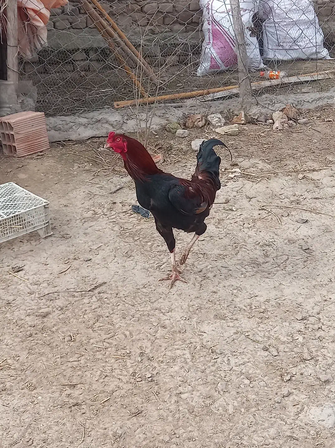 خروس لاری|حیوانات مزرعه|سیمین شهر, |دیوار