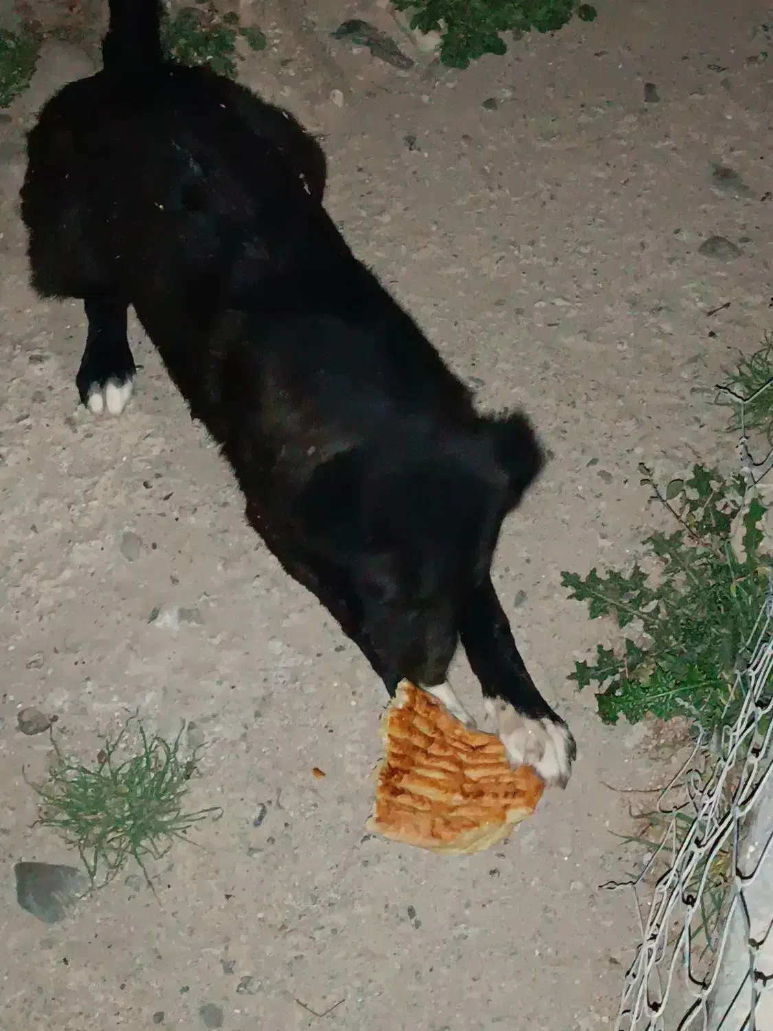 توله گمشده|سگ|قشلاق دشت, |دیوار