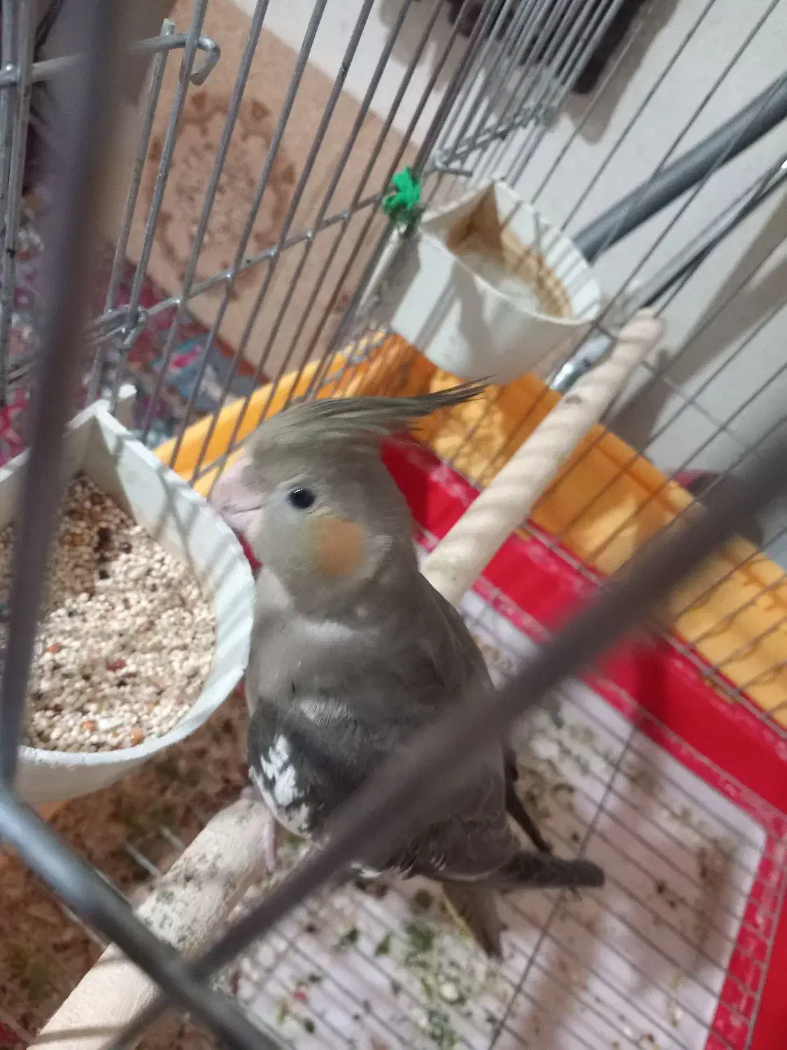 جوجه عروس|پرنده|بروجرد, |دیوار