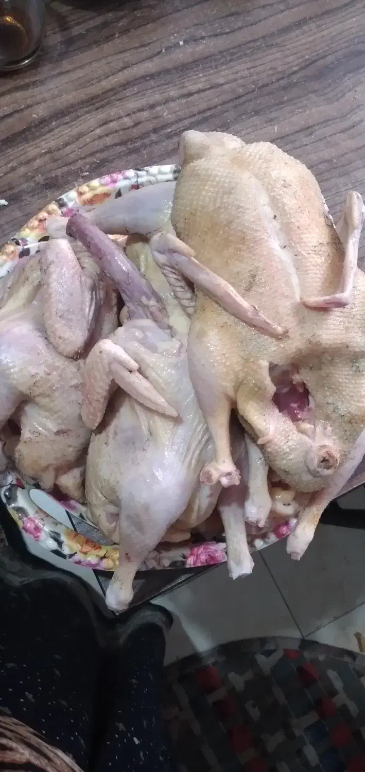 اردک مرغ جوجه غاز پاک شده|خوردنی و آشامیدنی|لولمان, |دیوار