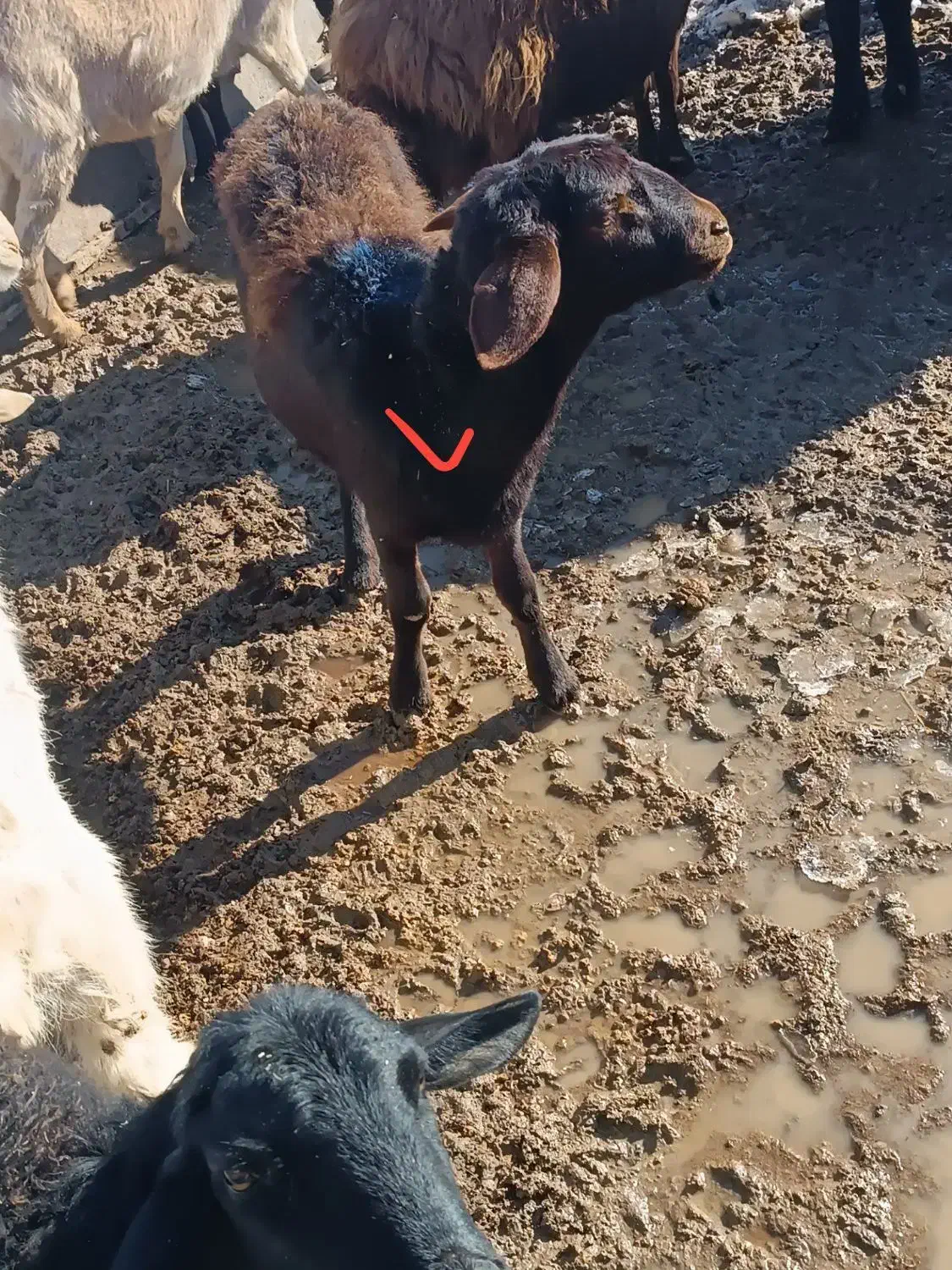 ۳راس کاور آبستن. میش.  قوچ . بز|حیوانات مزرعه|تربت جام, میان جام|دیوار