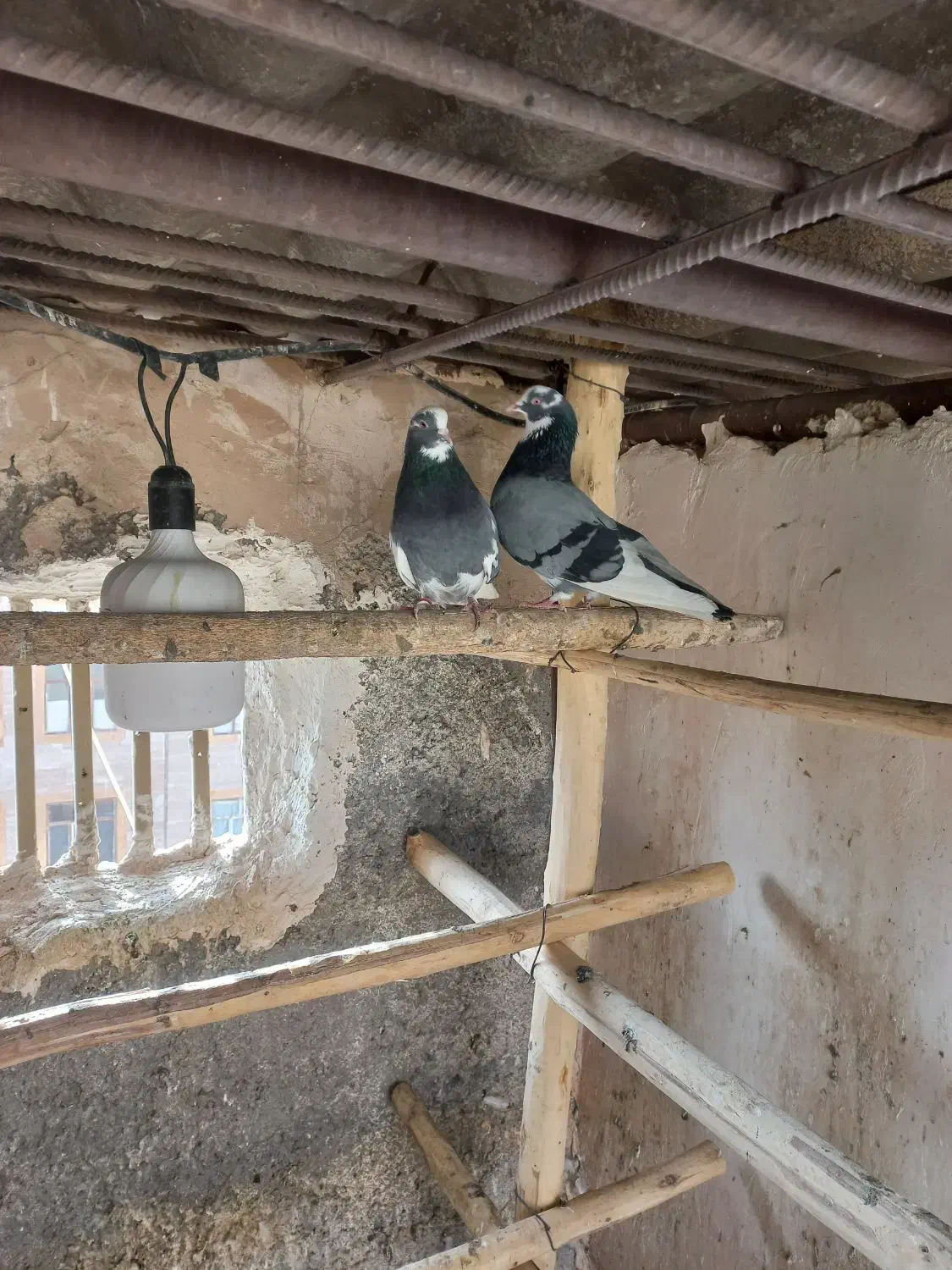 نر ماده ابلغ سبز همچی تموم|پرنده|پیشوا, |دیوار