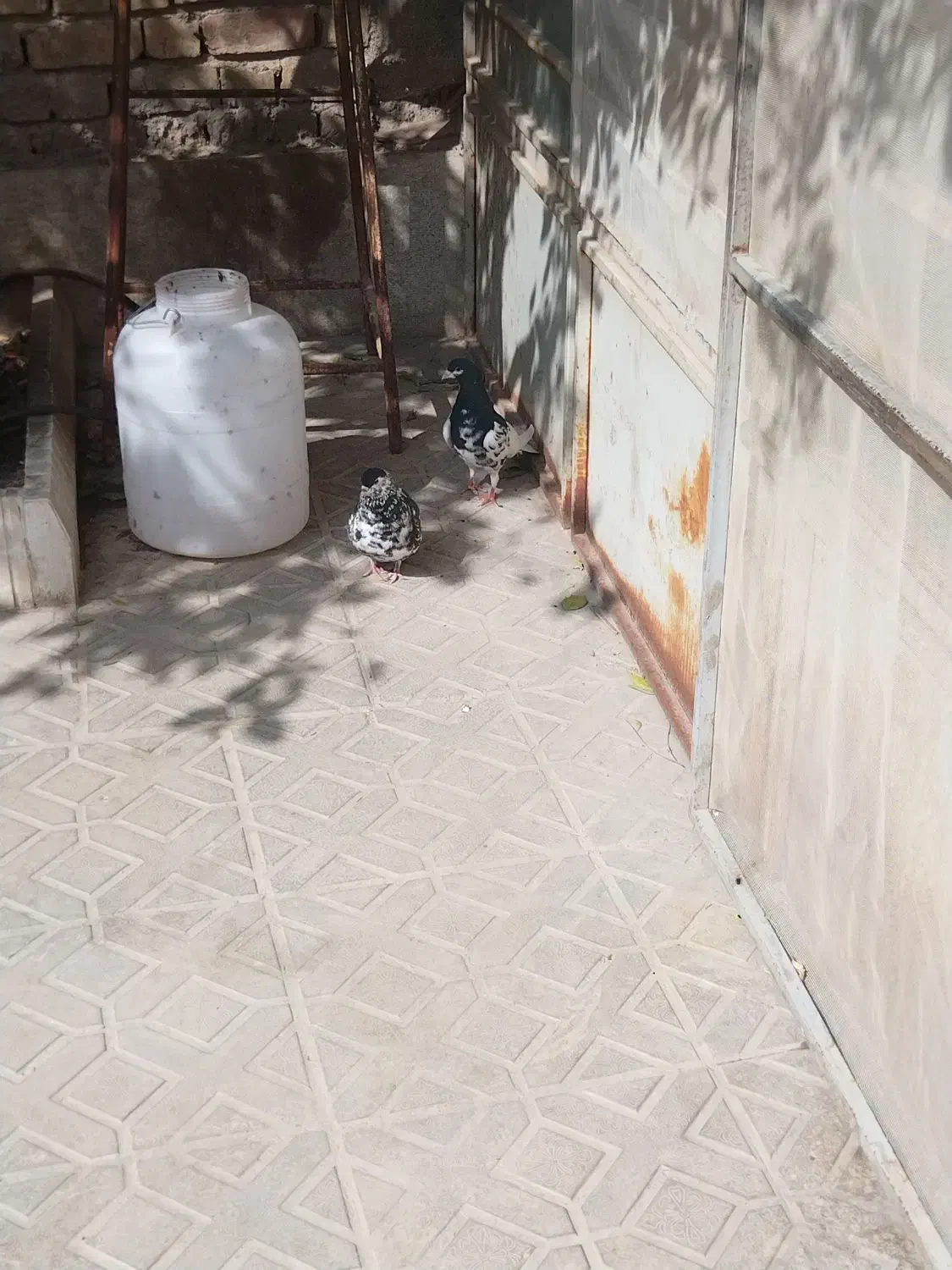 ممنون|پرنده|مرودشت, سهل‌آباد|دیوار