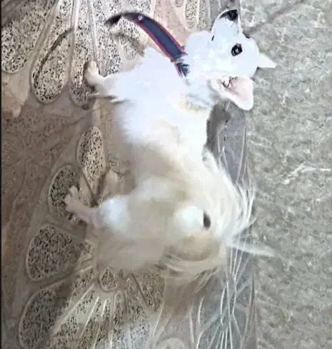 سگ اشپیتز|سگ|جیرفت, |دیوار