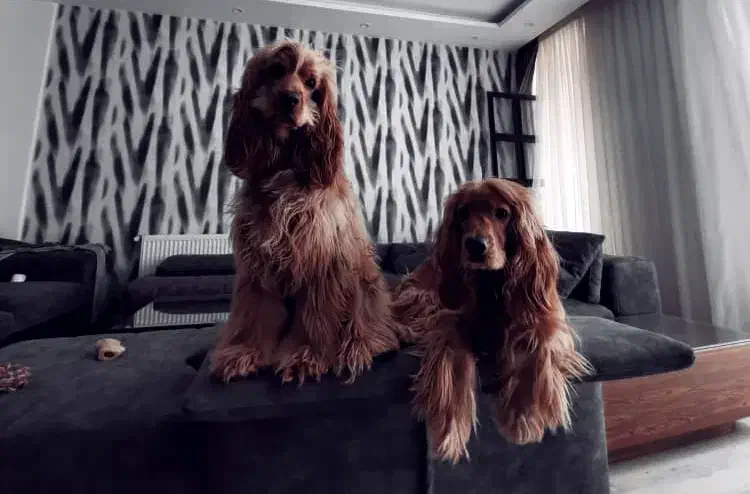 واگذاری سگ|سگ|مشهد, چهارچشمه|دیوار