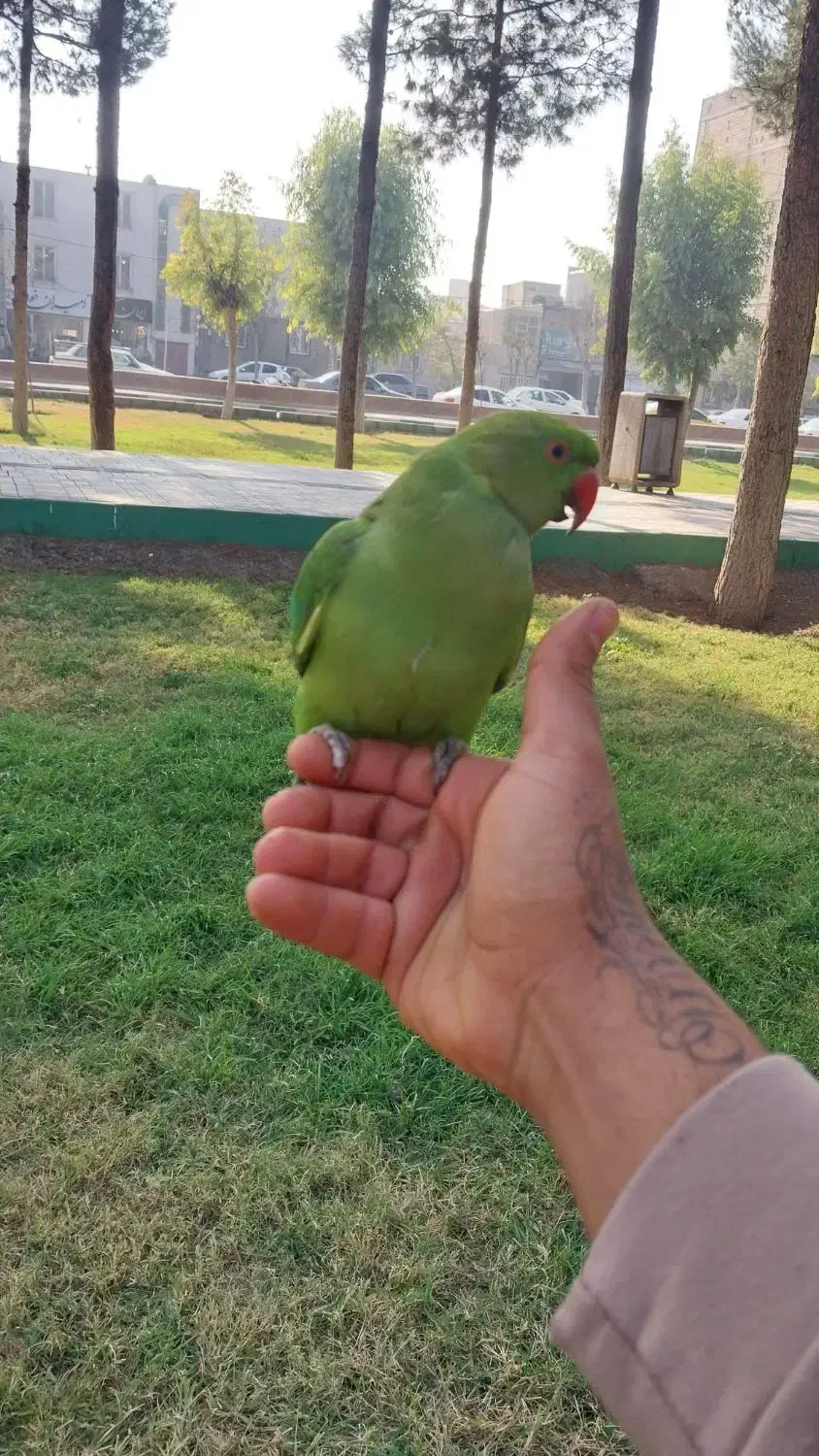 طوطی ملنگو|پرنده|قرچک, زیبا شهر|دیوار