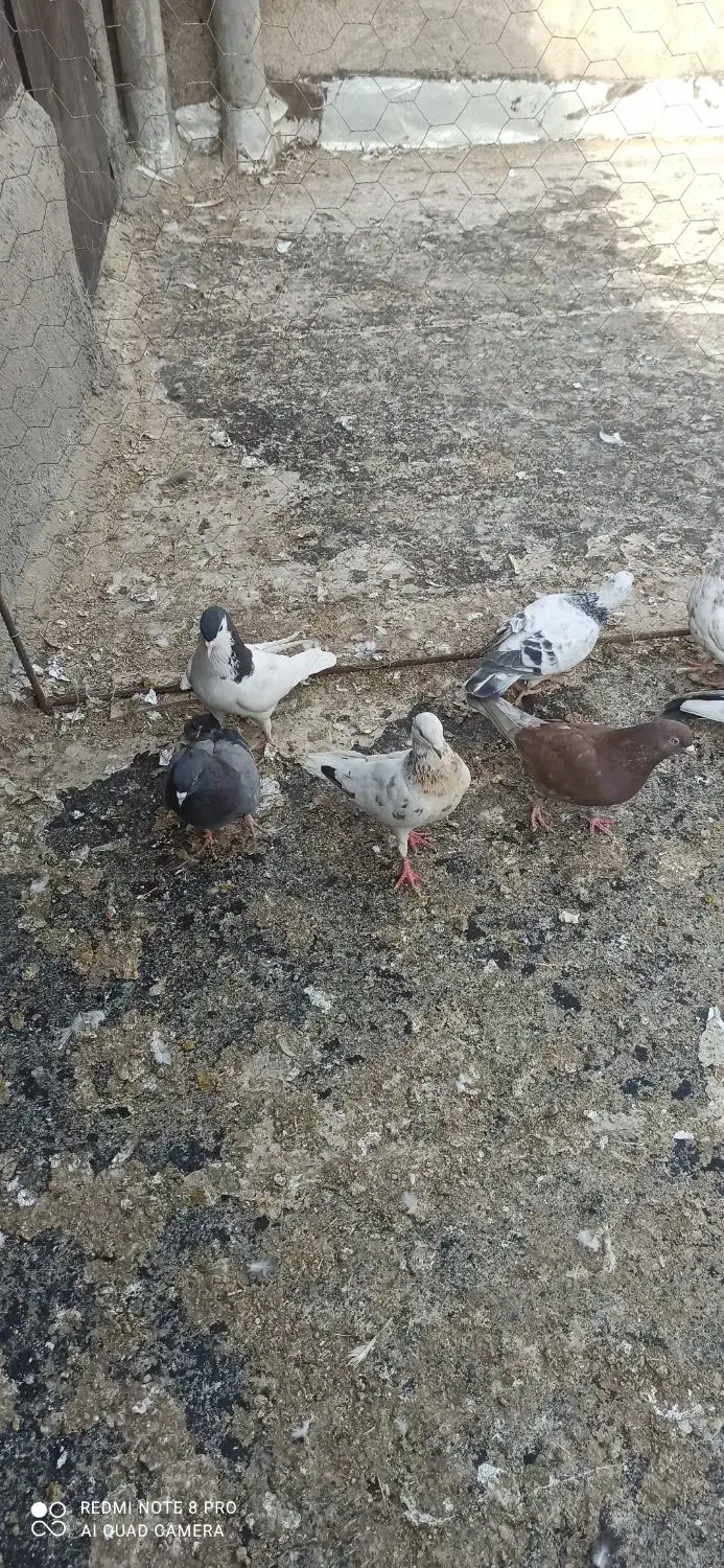 کبوتر تهرانی و دورگ|پرنده|پاکدشت, پاکدشت (مامازند)|دیوار