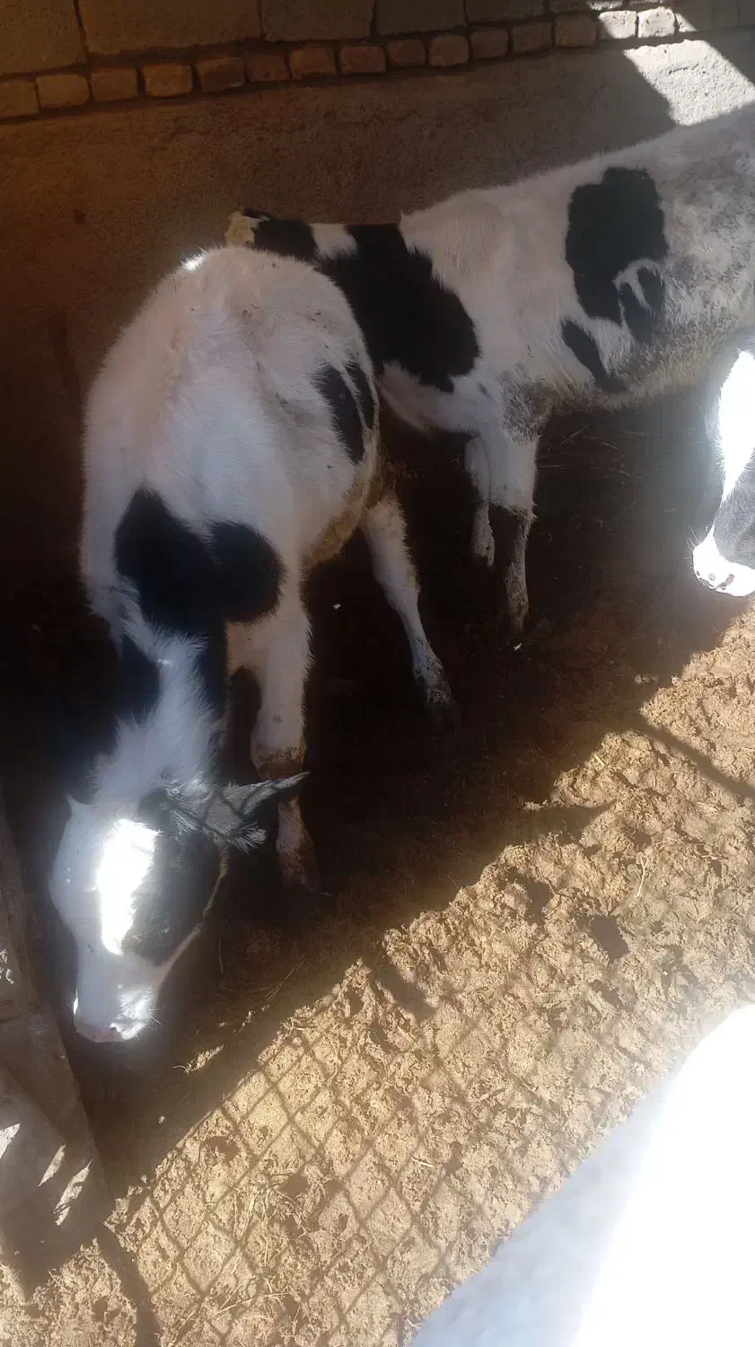 گوساله ۴ ماهه|حیوانات مزرعه|سبزوار, رباط|دیوار