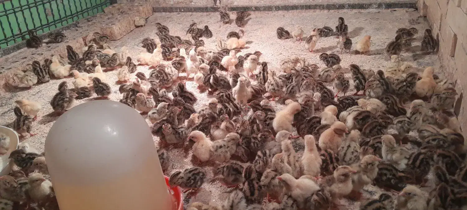 فروش جوجه بلدرچین ۳روزه ومرغ سلطان|حیوانات مزرعه|باوی, |دیوار