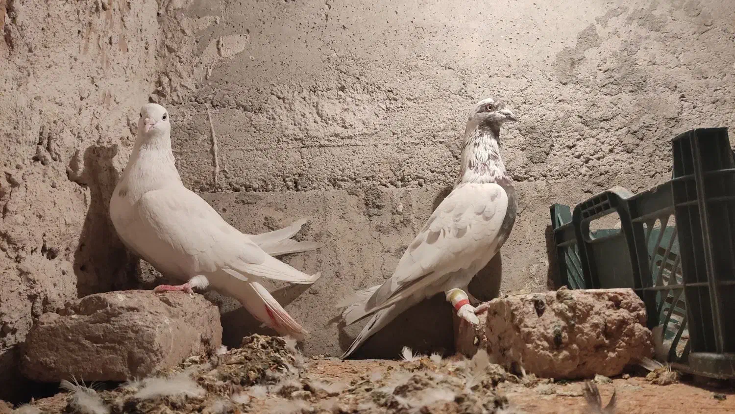 کبوتر|پرنده|مرند, |دیوار
