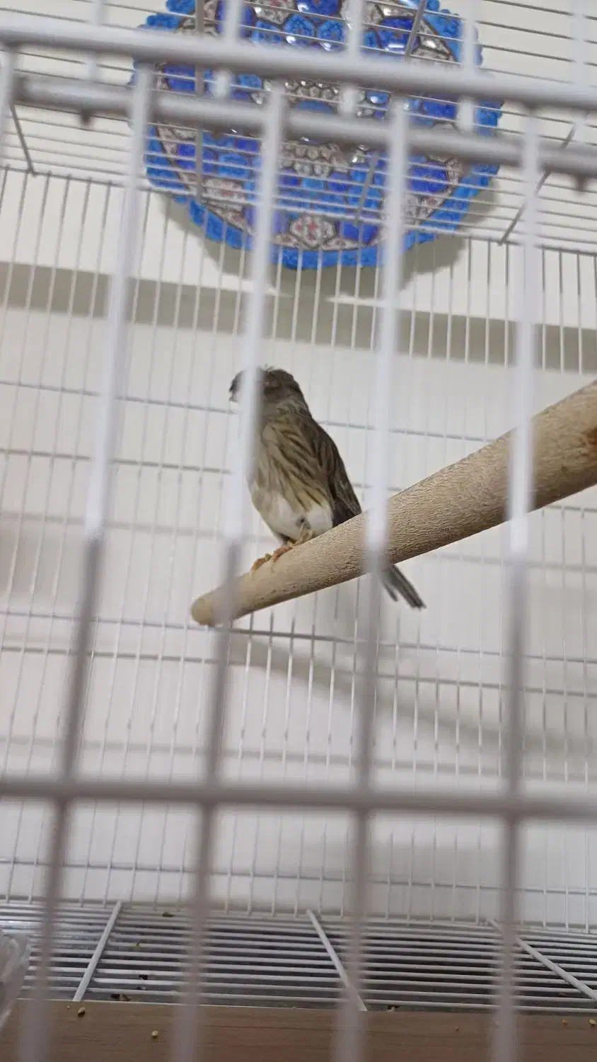 قناری گلاستر.  ماده|پرنده|مشهد, هدایت|دیوار